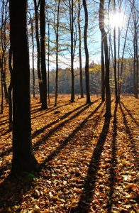 shadows of trees on yellow fallen leaves